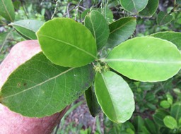 29 Fleurs Elaeodendron orientale (Cassine orientalis) - Bois rouge - CELASTRACEAE - endémique de la Réunion de Maurice et de Rodrigues