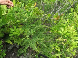 8 Secamone dilapidens - F. Friedmann - Liane de lait - Apocynaceae - Endémique La Réunion et Maurice  au-dessus du Bois d'huile
