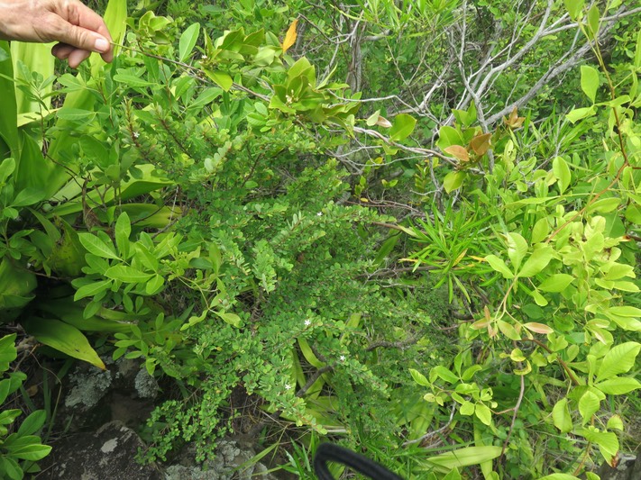 8 Secamone dilapidens - F. Friedmann - Liane de lait - Apocynaceae - Endémique La Réunion et Maurice  au-dessus du Bois d'huile