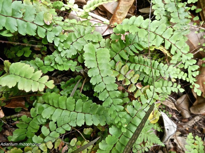 Adiantum rhizophorum.pteridaceae.endémique Mascareignes.P1010290