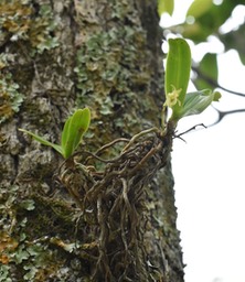 Angraecum (patens ?)
