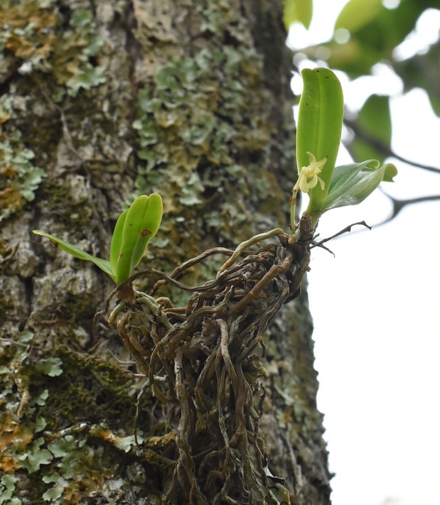 Angraecum (patens ?)