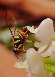 Bactrocera dorsalis sur Polystachya concreta  (2)