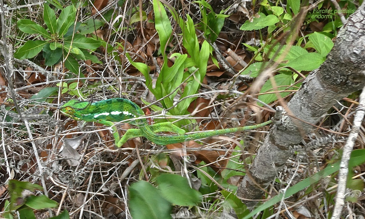 camouflage parfait /Furcifer pardalis mâle.caméléon panthère.endormi.chamaeleonidae.P1010079