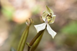 Disperis tripetaloides - ORCHIDOIDEAE - Indigène Réunion - MB2_1528