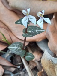 Disperis tripetaloides - ORCHIDOIDEAE - Indigène Réunion - 20210316_100421
