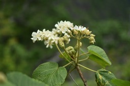 Dombeya acutangula - Mahot Tantan - MALVACEAE - Endémique Mascareignes