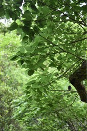 Dombeya populnea - Bois de senteur bleu - MALVACEAE - Endémique Réunion, Maurice