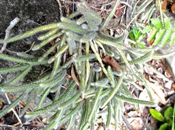 P1010249