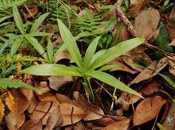 Platylepis occulta