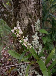 Polystachya concreta - EPIDENDROIDEAE - Indigène Réunion - 20210316_115002