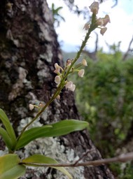 Polystachya concreta - EPIDENDROIDEAE - Indigène Réunion - 20210316_115453