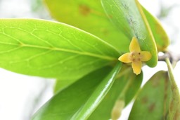 Pyrostria orbicularis - Bois mussard - RUBIACEAE - Endémique Réunion