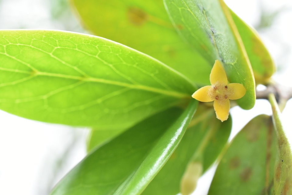 Pyrostria orbicularis - Bois mussard - RUBIACEAE - Endémique Réunion