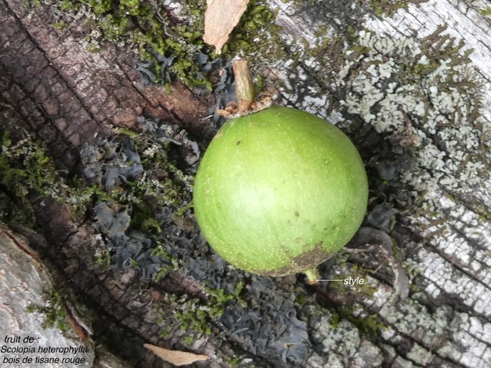 Scolopia heterophylla .bois de tisane rouge.(fruit )salicaceae )endémique Mascareignes .P1010355