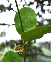 Secamone dilapidans - Liane de lait - APOCYNACEAE - Endémique Réunion, Maurice