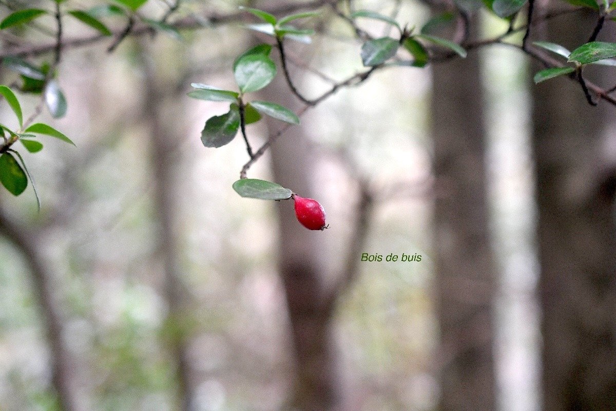  Fernelia buxifolia Bois de buis Rubiaceae Endémique Mascareignes 2625.jpeg