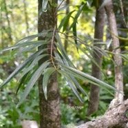 Elaeodendron orientale Bois rouge Celast raceae Endémique Mascareignes 2617.jpeg
