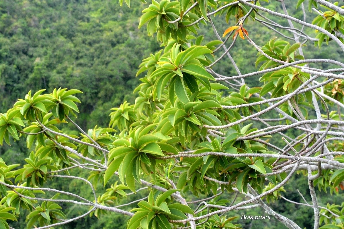 Foetidia mauritiana Bois puant Lecythidacea e Endémique La Réunion, Maurice 2622.jpeg