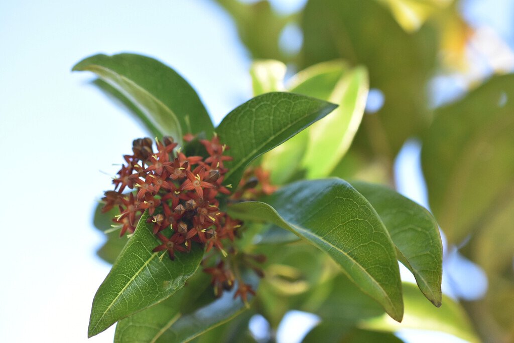 Danais fragrans-Liane jaune lingue noire-RUBIACEAE-Indigene Réunion