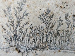 dendrites de manganèse (2)