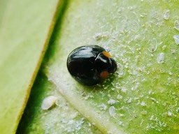 Exochomus laeviusculus et aleurodes sur Citrus