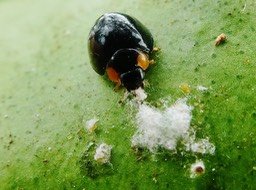 Exochomus laeviusculus sur Citrus (5)