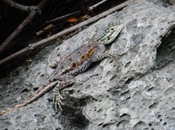 femelle Agama agama (2)