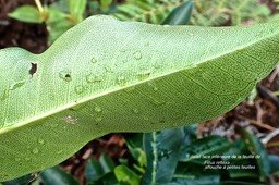 Ficus reflexa .affouche à petites feuilles.moraceae;indigène Réunion.PC220014