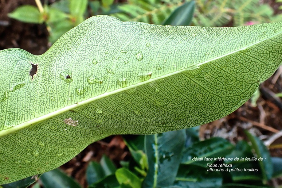 Ficus reflexa .affouche à petites feuilles.moraceae;indigène Réunion.PC220014
