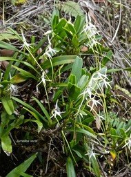 Jumellea recta .orchidaceae.endémique Réunion Maurice.P1003606