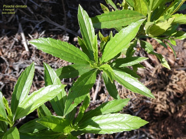 Psiadia dentata.ti mangue.bois collant.asteraceae.endémique Réunion.P1003443