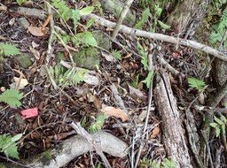 raticide rubis pasta dispersé