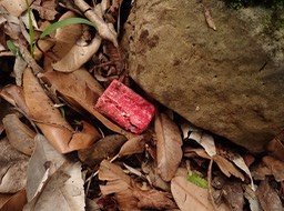 raticide rubis pasta dispersé (2)