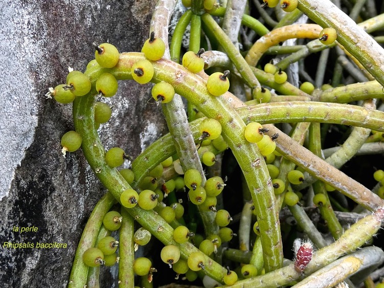 Rhipsalis baccifera. la perle.cactaceae.indigène Réunion.P1003660