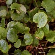 Centella asiatica Cochlearia Apiac eae Indigène La Réunion 8634.jpeg