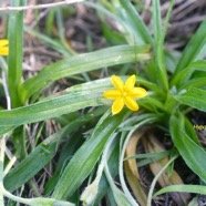 Hypoxis angustifolia Hypoxidaceae   Indigène La Réunion 8694.jpeg
