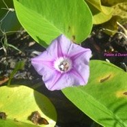 Ipomoea pes-caprae Patate à Durand Convolvulaceae Indigène La Réunion 8681.jpeg