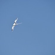 Phaethon lepturus Paille en queue Phaeth ontidae Endémique la Réunion 8730.jpeg