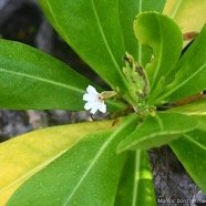 Scaevola taccada Manioc bord de mer Good eniaceae Indigène La Réunion 8637.jpeg