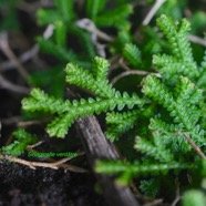 Selaginella viridula Sélaginelle verdâtre Selaginellaceae Endémique La Réunion, Maurice 8672.jpeg