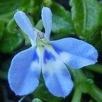 Lobelia serpens (5).JPG