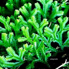 ??? Selaginella viridula.( Selaginella salaziana ) sellaginellaceae.endémique Réunion Maurice. ou  Selaginella obtusa.petite patte de lézard.selaginellaceae.indigène Réunion. (1).jpeg