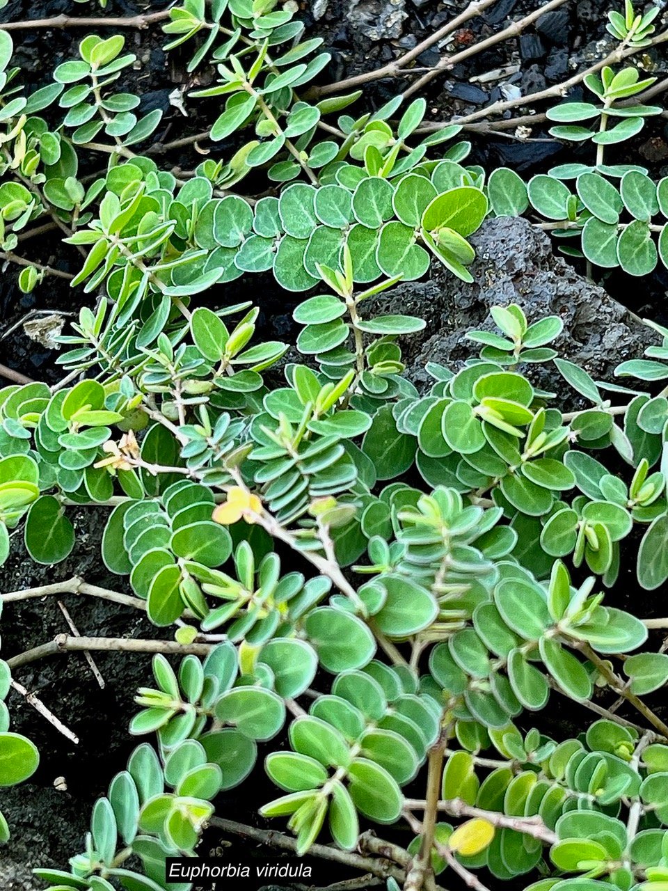 Euphorbia viridula. ( Chamaesyce viridula )euphorbiaceae.endémique Réunion. (1).jpeg