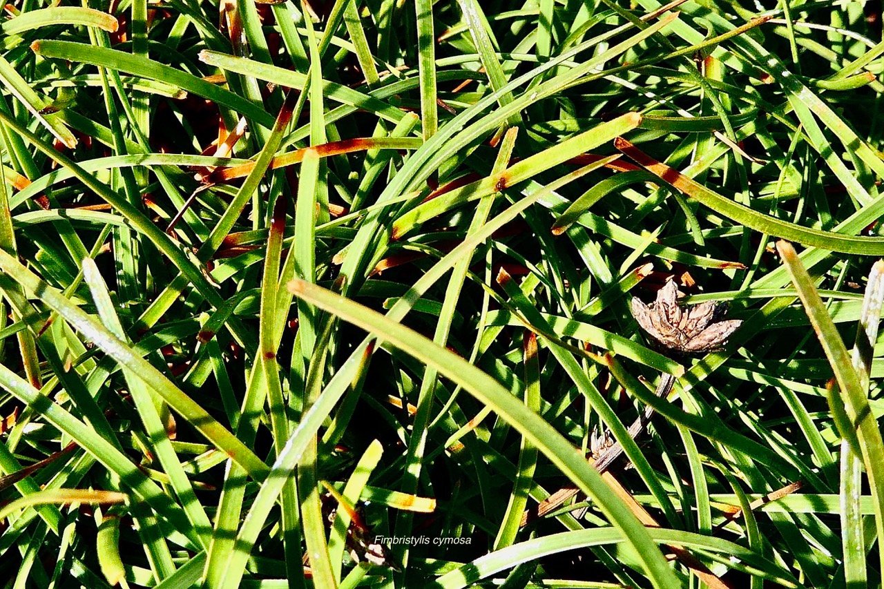 Fimbristylis cymosa.cyperaceae.indigène Réunion. (1).jpeg