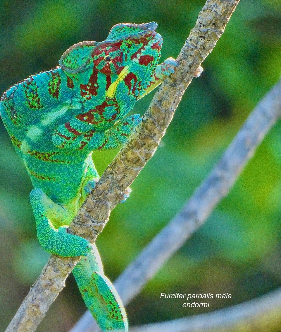 Furcifer pardalis.mâle caméléon panthère.endormi.chamaeleonidae (1).jpeg