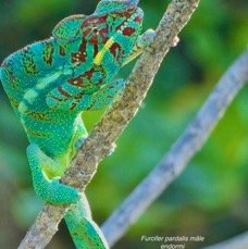 Furcifer pardalis.mâle caméléon panthère.endormi.chamaeleonidae (1).jpeg
