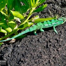 Furcifer pardalis.mâle caméléon panthère.endormi.chamaeleonidae.jpeg