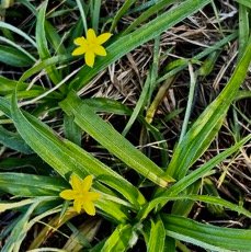 Hypoxis angustifolia .hypoxis à feuilles étroites.hypoxidaceae.indigène Réunion. (1).jpeg