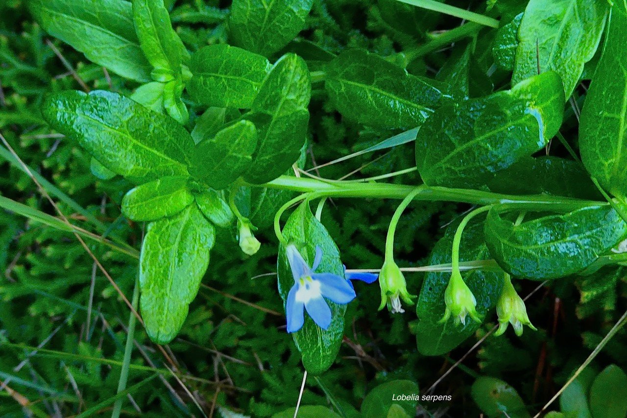 Lobelia serpens Lam.lobélie rampante.campanulaceae.endémique Madagascar Mascareignes. (2).jpeg
